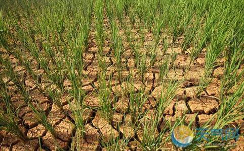 全國多地高溫旱災嚴峻 各地部門(mén)抓好應急抗旱服務(wù)